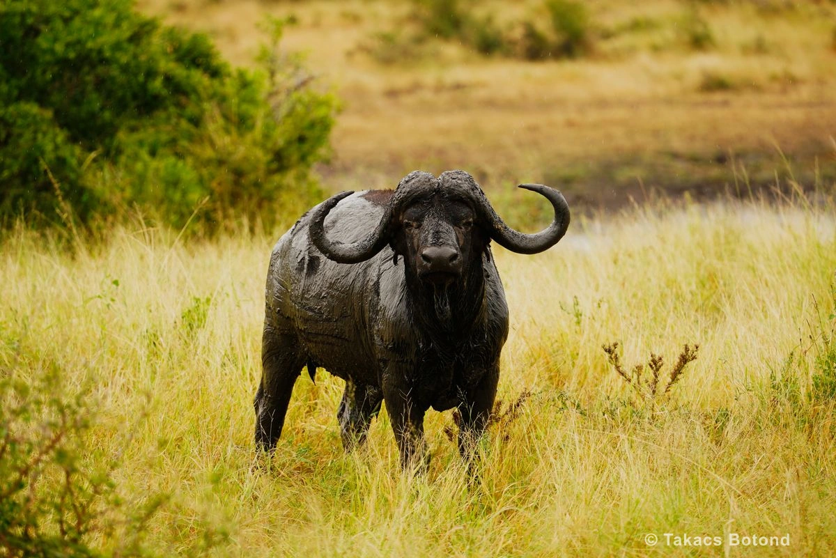 African Buffalo